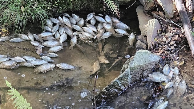 A large quantity of dead fish was discovered by a walker in the Grusaubach. (Bild: Gemeinde Unterkohlstätten)