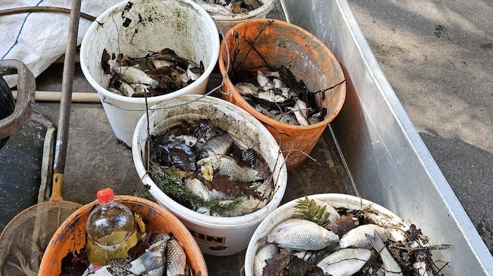 Die toten Tiere wurden inzwischen eingesammelt.
