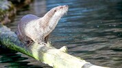 Der Fischotter ist ein sehr guter Jäger: Die Tiere fressen bis zu eineinhalb Kilo Fisch pro Tag