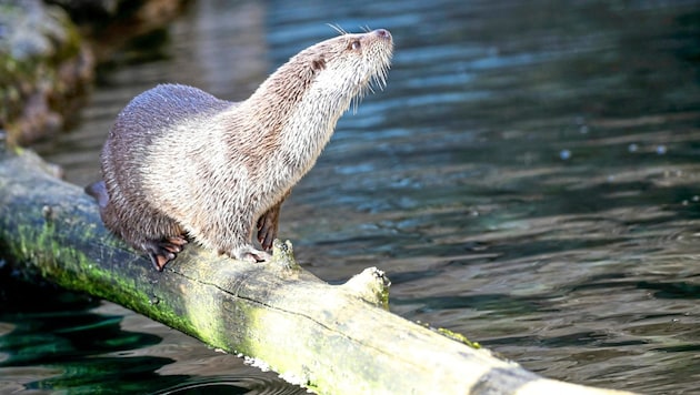 The otter is a very good hunter: the animals eat up to one and a half kilos of fish per day (Bild: Tröster Andreas)