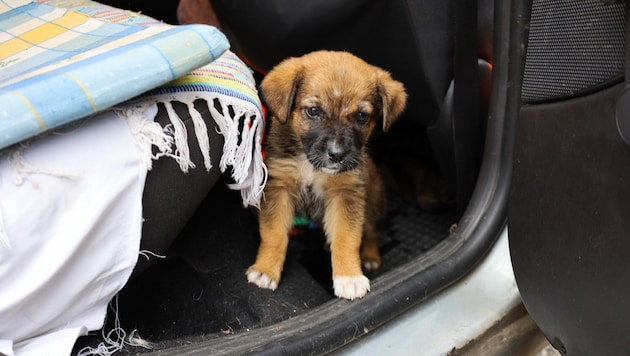 This is one of the brave puppies that were abandoned. (Bild: TiKo)