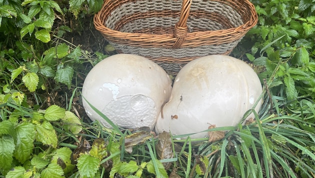 Football-sized mushrooms were discovered in Carinthia. (Bild: Zwischenberger)