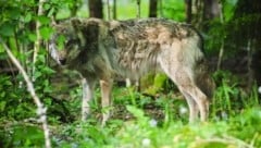 Ein Wolf soll in der Gemeinde Ybbsitz 15 Schafe angefallen haben. Eines davon konnte der Biolandwirt retten. (Bild: Scharinger Daniel)