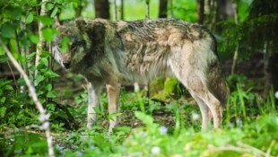Ein Wolf soll in der Gemeinde Ybbsitz 15 Schafe angefallen haben. Eines davon konnte der ...