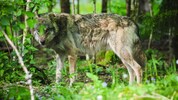 Gegen einen weiteren Wolf (Symbolbild) wurde ein Abschussbefehl verhängt.