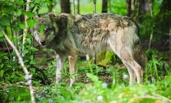 Ein Wolf soll in der Gemeinde Ybbsitz 15 Schafe angefallen haben. Eines davon konnte der ...