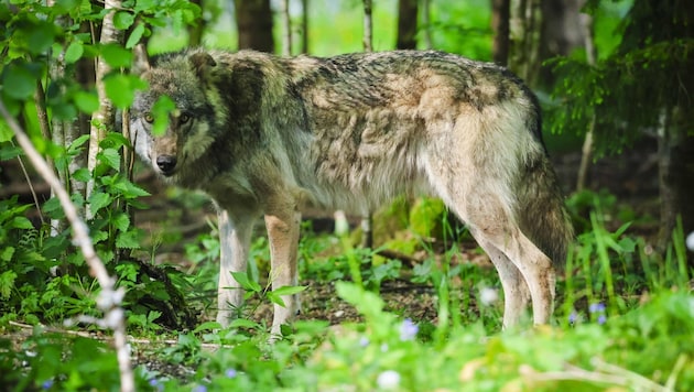 A wolf is said to have attacked 15 sheep in the municipality of Ybbsitz. The organic farmer was able to save one of them. (Bild: Scharinger Daniel)