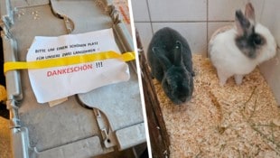 Im Tierheim erholen sich die in die Box gepferchten Kaninchen. (Bild: Krone KREATIV/Tierschutzverein St. Pölten)