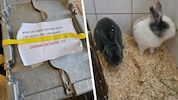 Im Tierheim erholen sich die in die Box gepferchten Kaninchen. (Bild: Krone KREATIV/Tierschutzverein St. Pölten)