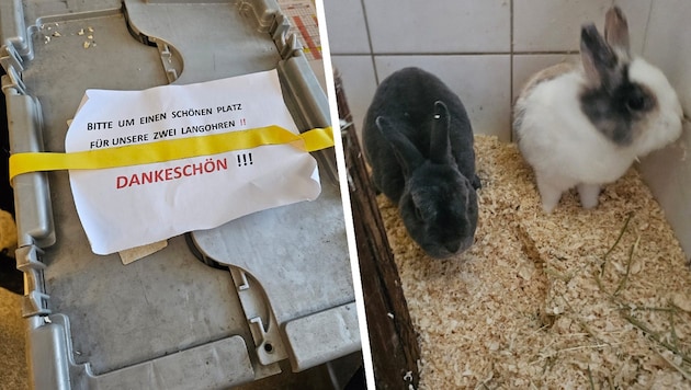 The rabbits crammed into the box are recovering at the animal shelter. (Bild: Krone KREATIV/Tierschutzverein St. Pölten)