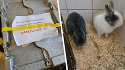 Im Tierheim erholen sich die in die Box gepferchten Kaninchen. (Bild: Krone KREATIV/Tierschutzverein St. Pölten)