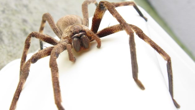 As the name suggests, giant crab spiders can reach considerable sizes. (Bild: JonRichfield CC BY-SA 3.0, via Wikimedia Commons)