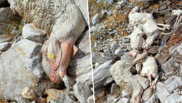 Hikers found the dead animals at the weekend and the cause of death is still being investigated. (Bild: zVg)