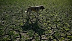 Dürre und extreme Hitzewellen prägten auch heuer viele Teile der Welt (im Bild: ein Hirtenhund auf ausgedörrtem Boden im Süden Bulgariens). (Bild: APA/AFP/Nikolay DOYCHINOV)