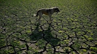 Dürre und extreme Hitzewellen prägten auch heuer viele Teile der Welt (im Bild: ein Hirtenhund auf ausgedörrtem Boden im Süden Bulgariens). (Bild: APA/AFP/Nikolay DOYCHINOV)