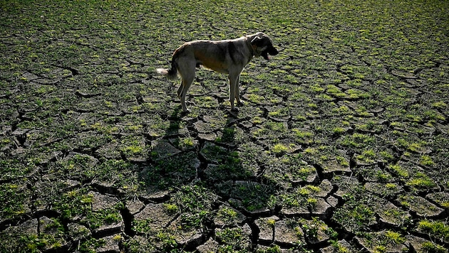 Drought and extreme heatwaves continued to affect many parts of the world this year (pictured: a shepherd dog on parched ground in southern Bulgaria). (Bild: APA/AFP/Nikolay DOYCHINOV)