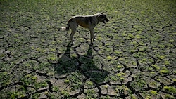 Dürre und extreme Hitzewellen prägten auch heuer viele Teile der Welt (im Bild: ein Hirtenhund auf ausgedörrtem Boden im Süden Bulgariens). (Bild: APA/AFP/Nikolay DOYCHINOV)