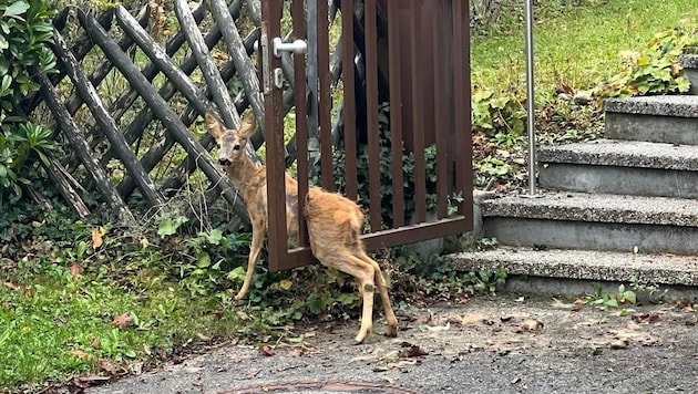 Dem kleinen Reh konnte man seine verzweifelte Lage ansehen. (Bild: Landesjägerschaft)