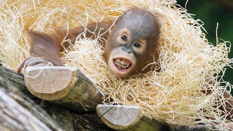 Gut lachen kann das Orang-Utan-Jungtier.  (Bild: Daniel Zupanc)