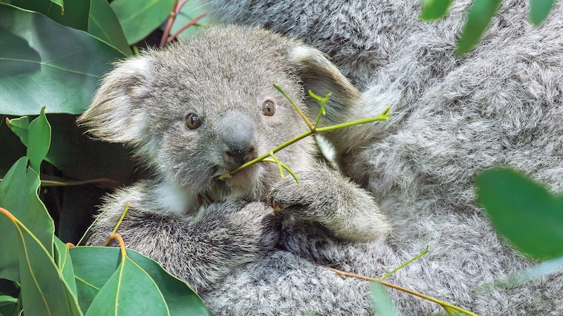 Süß: Junger Koala. (Bild: Daniel Zupanc)