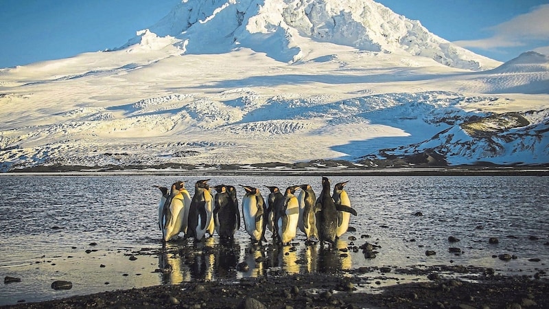 Das Eis schmilzt – erschwertes Brüten für den Kaiserpinguin. (Bild: AFP/MATT CUR-NOCK)