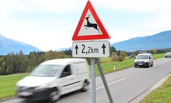 1600 Wildunfälle ereignen sich durchschnittlich pro Jahr in Tirol. Nicht nur, aber besonders im ...