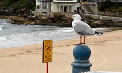Der Strand wurde wegen des mysteriösen Schwemmguts gersperrt.