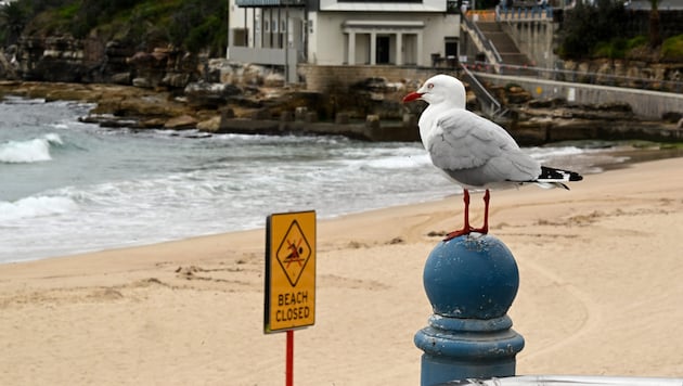 The beach was closed due to the mysterious floating debris. (Bild: APA/AFP )