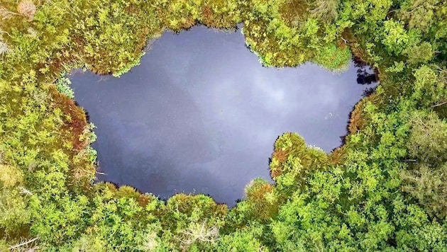 The Petschnigteich pond in the St. Leonhard district of Villach will be protected. (Bild: Verein Naturerbe Villach)