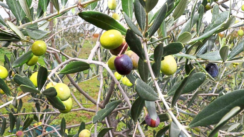 Leaves from the blend are dried. The resulting tea is considered to be as medicinal and healthy as the olives themselves. (Bild: Reinhard Judt)