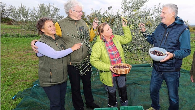 Sabine and Franz Günther and Angela Pieretti-Eder (from left) at the harvest. The mayor of Rust, Gerold Stagl, is enthusiastic about the basic idea: "The olives are thriving." (Bild: Reinhard Judt)