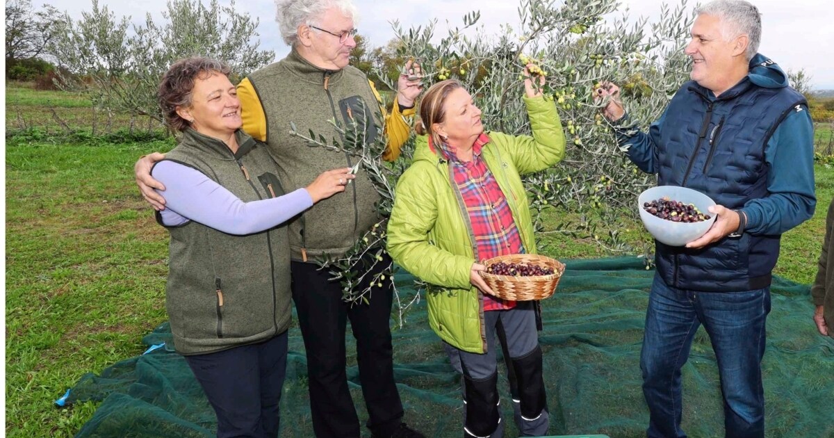 Erfolgreiche Ernte - Köstliche Oliven à la Ruster Hügelland | krone.at