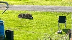 Der tschechische Wolfshund ist mit einer langen Leine an einem Schirmständer festgebunden, der aber umkippen kann. (Bild: zVg)