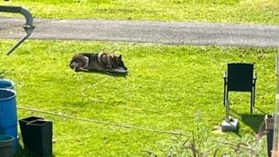 Der tschechische Wolfshund ist mit einer langen Leine an einem Schirmständer festgebunden, der aber umkippen kann. (Bild: zVg)