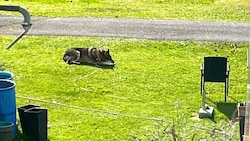 Der tschechische Wolfshund ist mit einer langen Leine an einem Schirmständer festgebunden, der aber umkippen kann. (Bild: zVg)