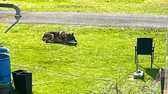 Der tschechische Wolfshund war mit einer langen Leine nur an einem Schirmständer festgebunden.