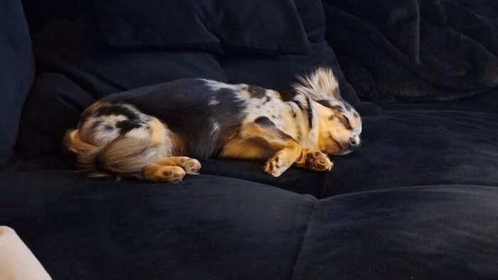 „Tiffany“ überlebte den Angriff des Wolfshundes nicht.