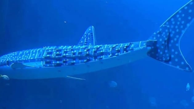 You don't have to be a marine biologist to spot the fake: Instead of a real whale shark, a robot swims through the aquarium in Shenzhen. (Bild: x.com/sz_mediagroup)