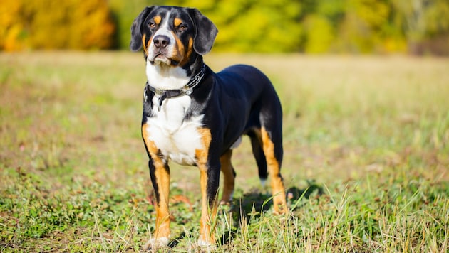 A male dog like this one bit the eight-year-old's leg. (Bild: stock.adobe.com/Alexander)