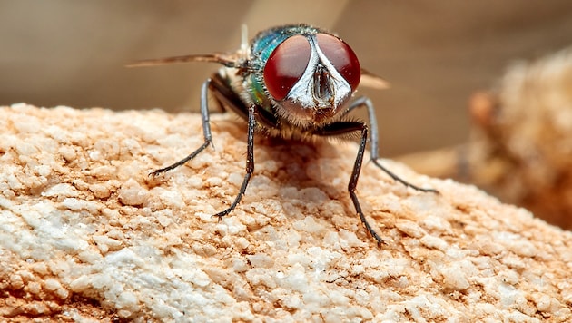 As a result of climate change, the blowfly species Chrysomya albiceps is also becoming increasingly widespread here. (Bild: stock.adobe.com/Macronatura.es)