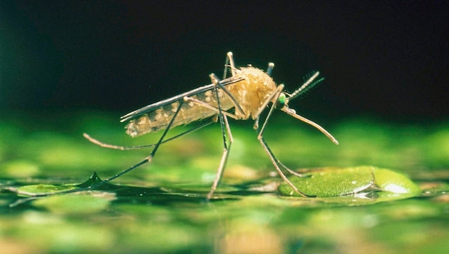 Floodplains that have not been seen for a long time are now awakening pesky bloodsuckers from clutches in abundance. (Bild: G.I.Bernard/OSF/OKAPIA)