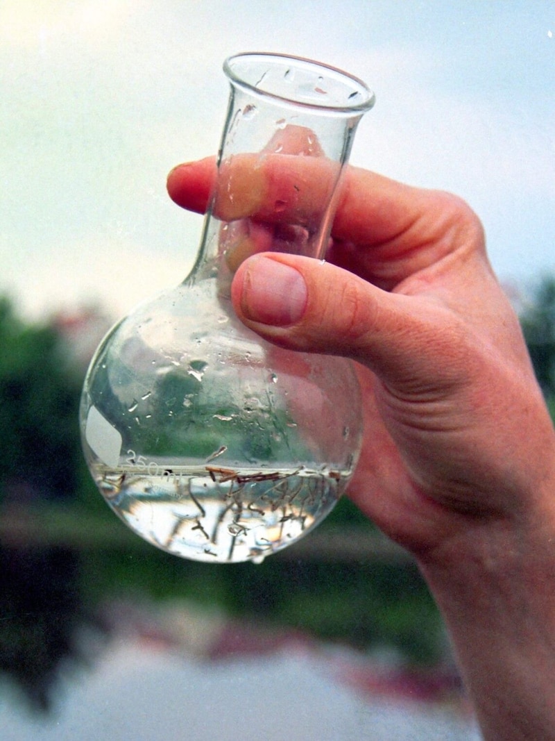 A small pond of water can bring countless larvae back to life - even now in the fall. (Bild: Andi Leisser)