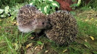 Derzeit sind viele Igel in den Gärten. (Bild: zVg)