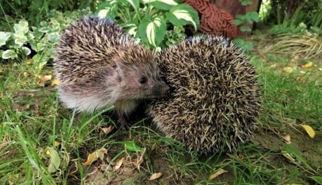 Derzeit sind viele Igel in den Gärten. (Bild: zVg)