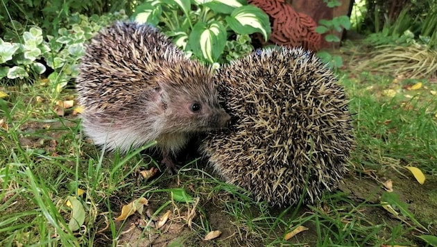 There are currently lots of hedgehogs in the gardens. (Bild: zVg)