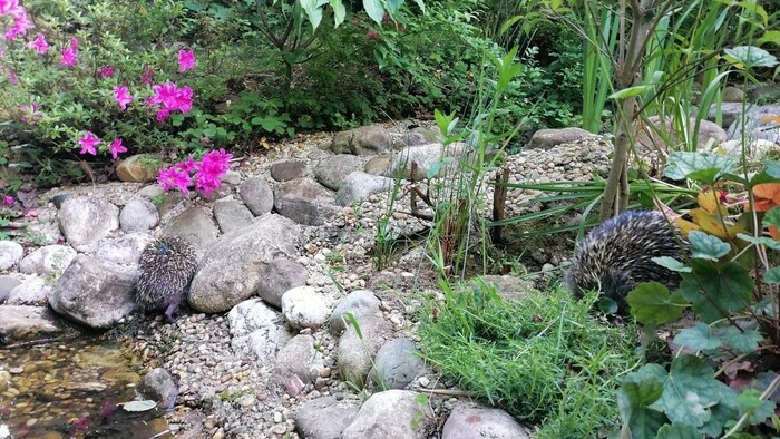 A hedgehog-proof water source also has barrier-free access and an exit option.