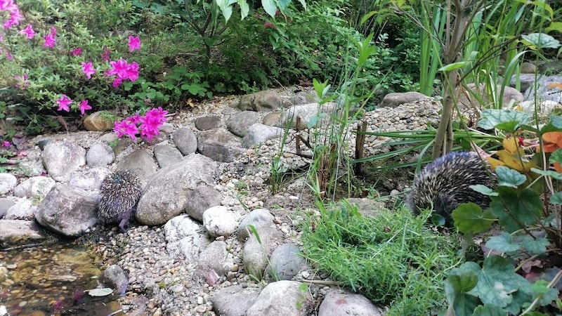 Eine igelsichere Wasserquelle hat auch einen barrierefreien Zugang sowie eine Ausstiegs- möglichkeit. (Bild: zVg)