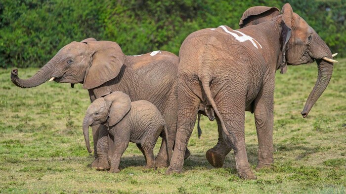Eine harmlose weiße Markierung zeigte den kenianischen Nationalpark-Rangern, welche Familien es ...