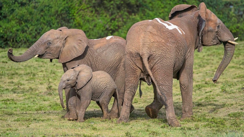 A harmless white marker showed the Kenyan national park rangers which families needed to be rescued. (Bild: AP ( via APA) Austria Presse Agentur/AP)