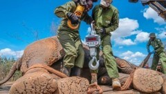 In Kenia hat die Umsiedlung von Elefanten vom Mwea-Reservat in den größeren Aberdare-Nationalpark begonnen.  (Bild: AP ( via APA) Austria Presse Agentur/AP)